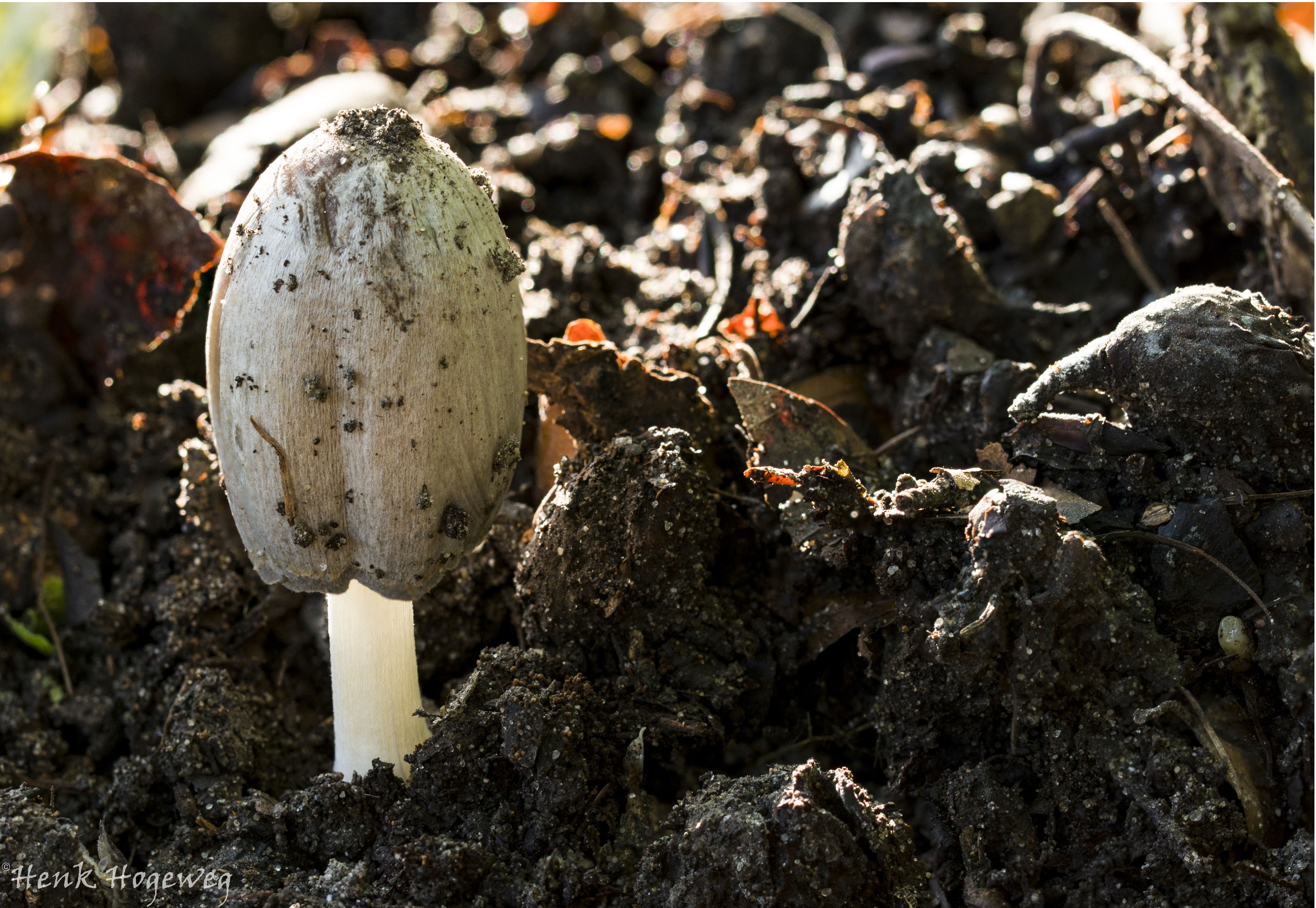 Coprinopsis insignis (door H Hogeweg)