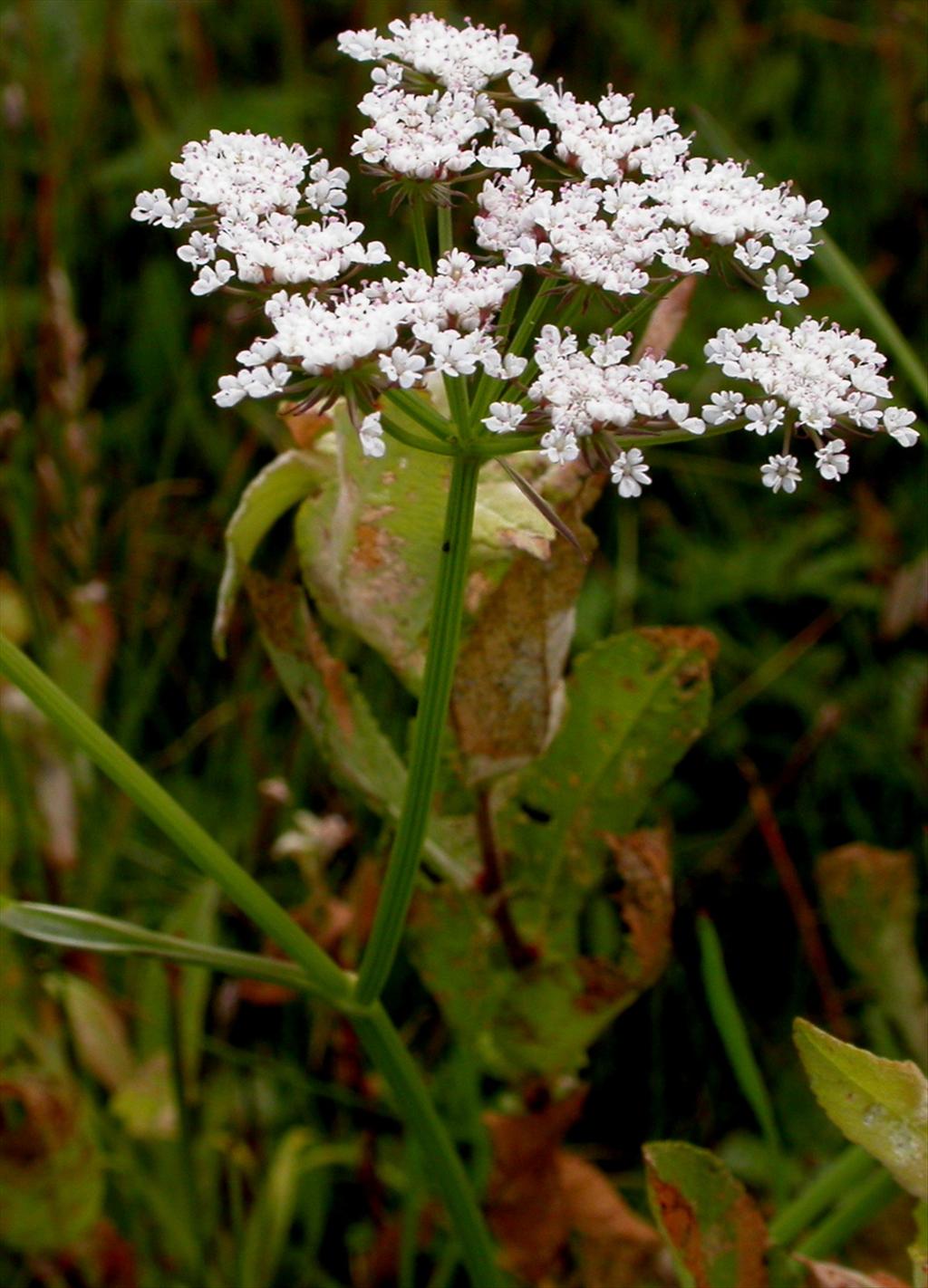 Oenanthe lachenalii (door Peter Meininger)