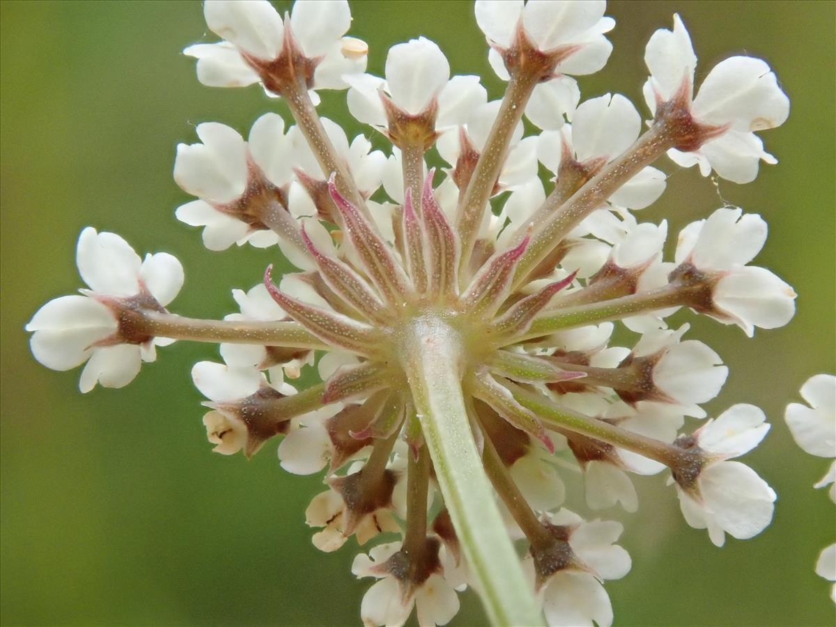 Oenanthe lachenalii (door Carleen de Graaf)