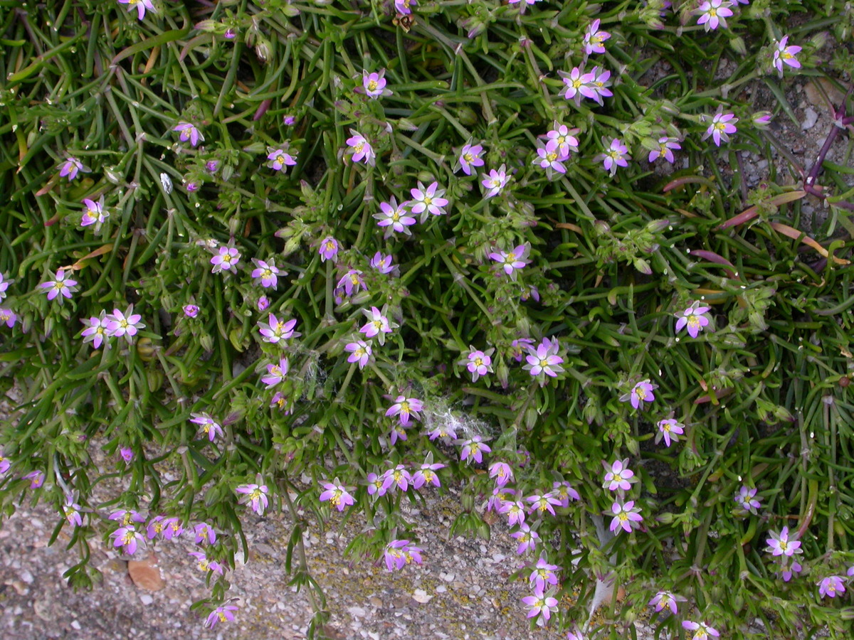 Spergularia marina (door Peter Meininger)