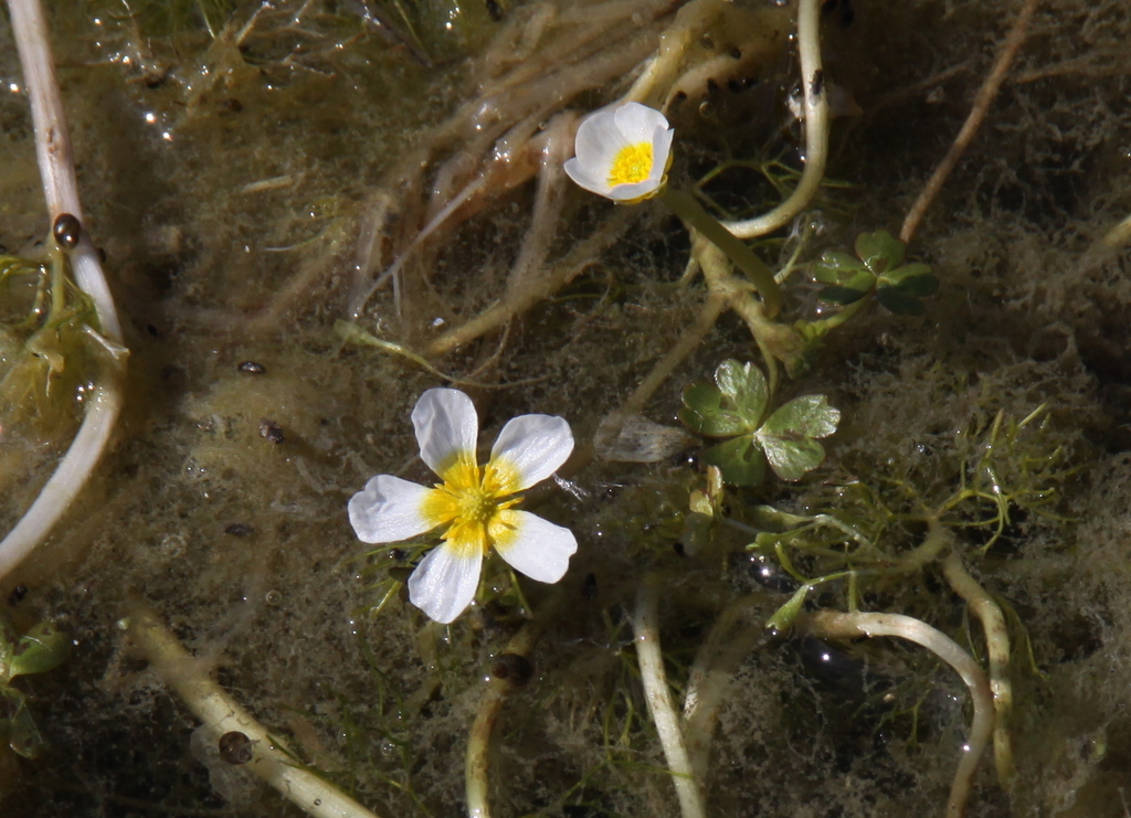 Ranunculus baudotii (door Peter Meininger)