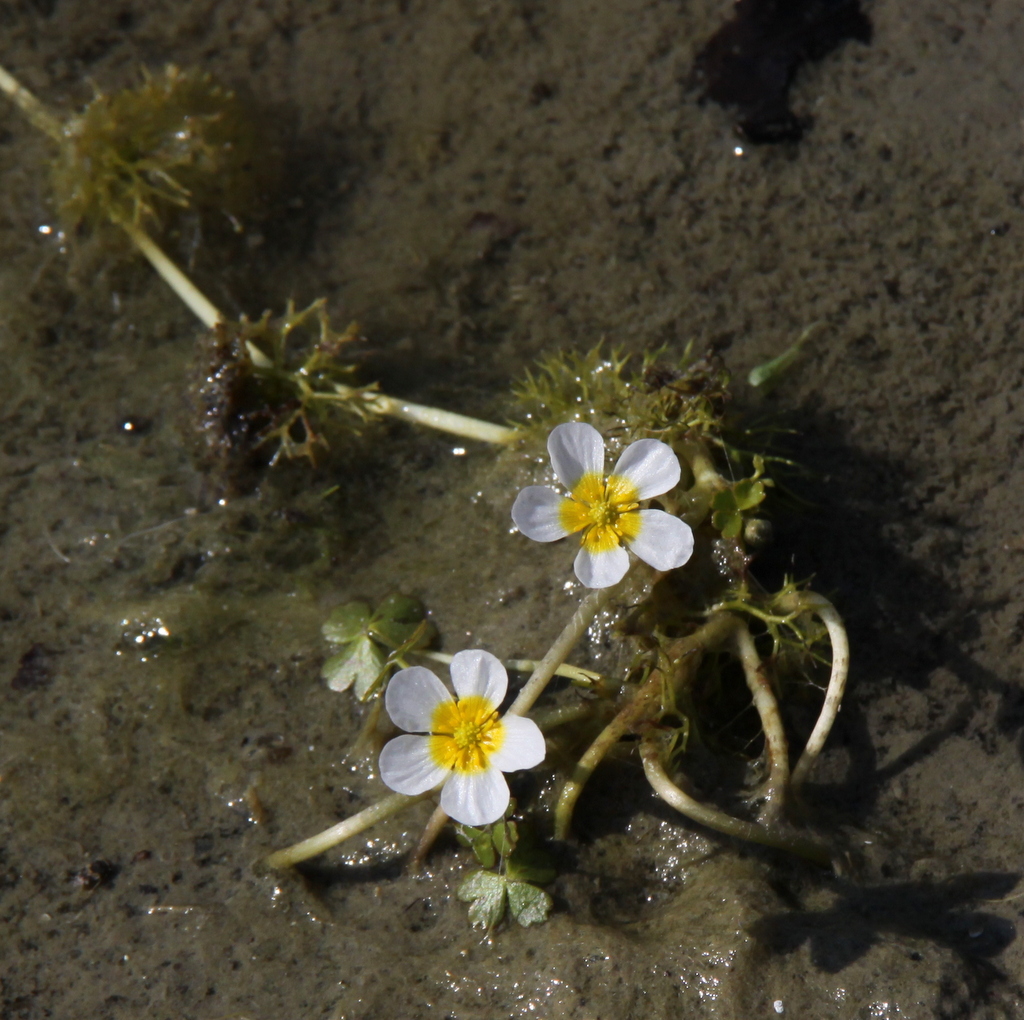 Ranunculus baudotii (door Peter Meininger)