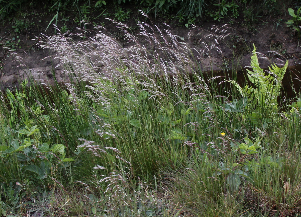 Avenella flexuosa (door Peter Meininger)