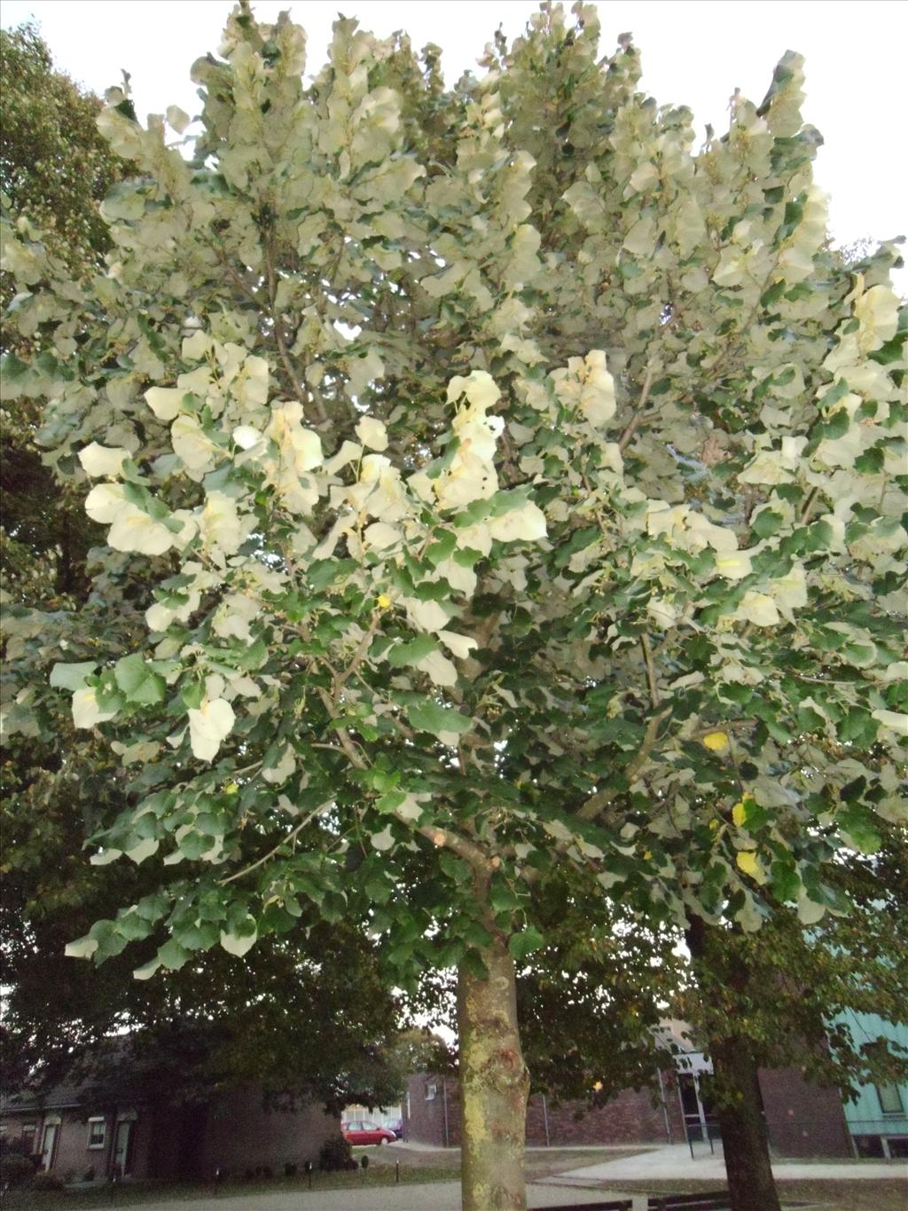 Tilia tomentosa (door Toon Verrijdt)