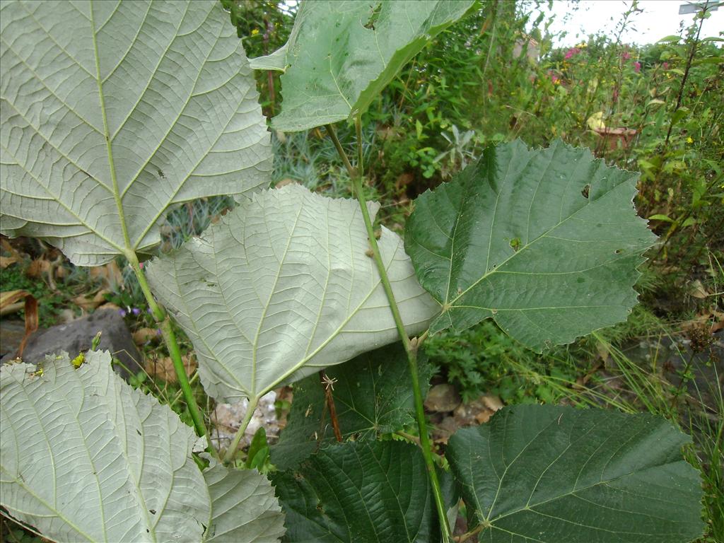 Tilia tomentosa (door Toon Verrijdt)