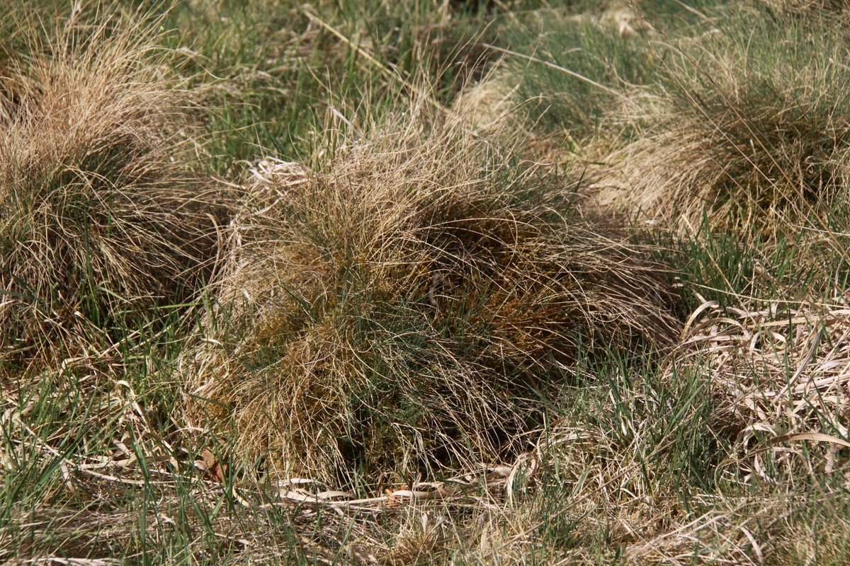 Festuca guestfalica subsp. guestfalica (door Peter Meininger)