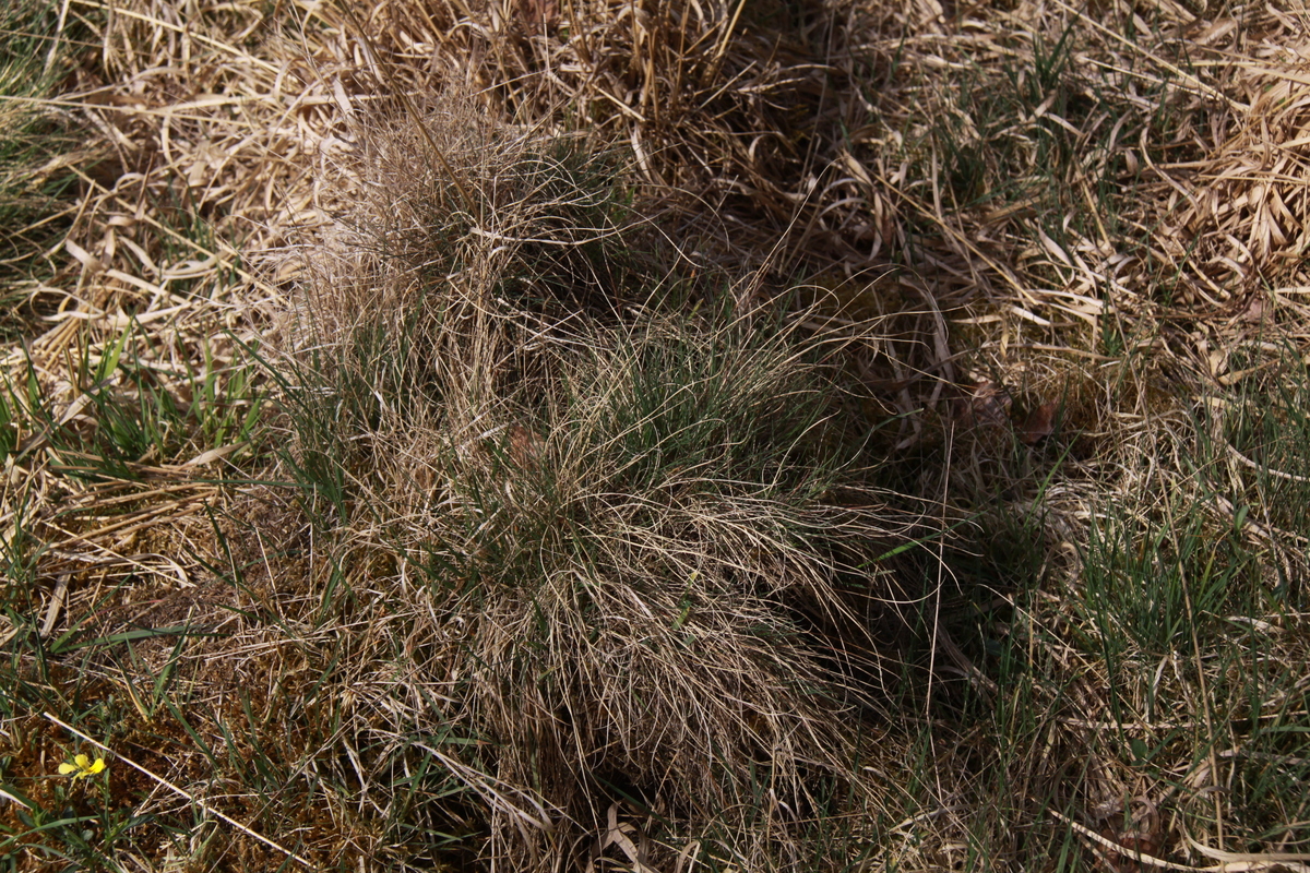 Festuca guestfalica subsp. guestfalica (door Peter Meininger)