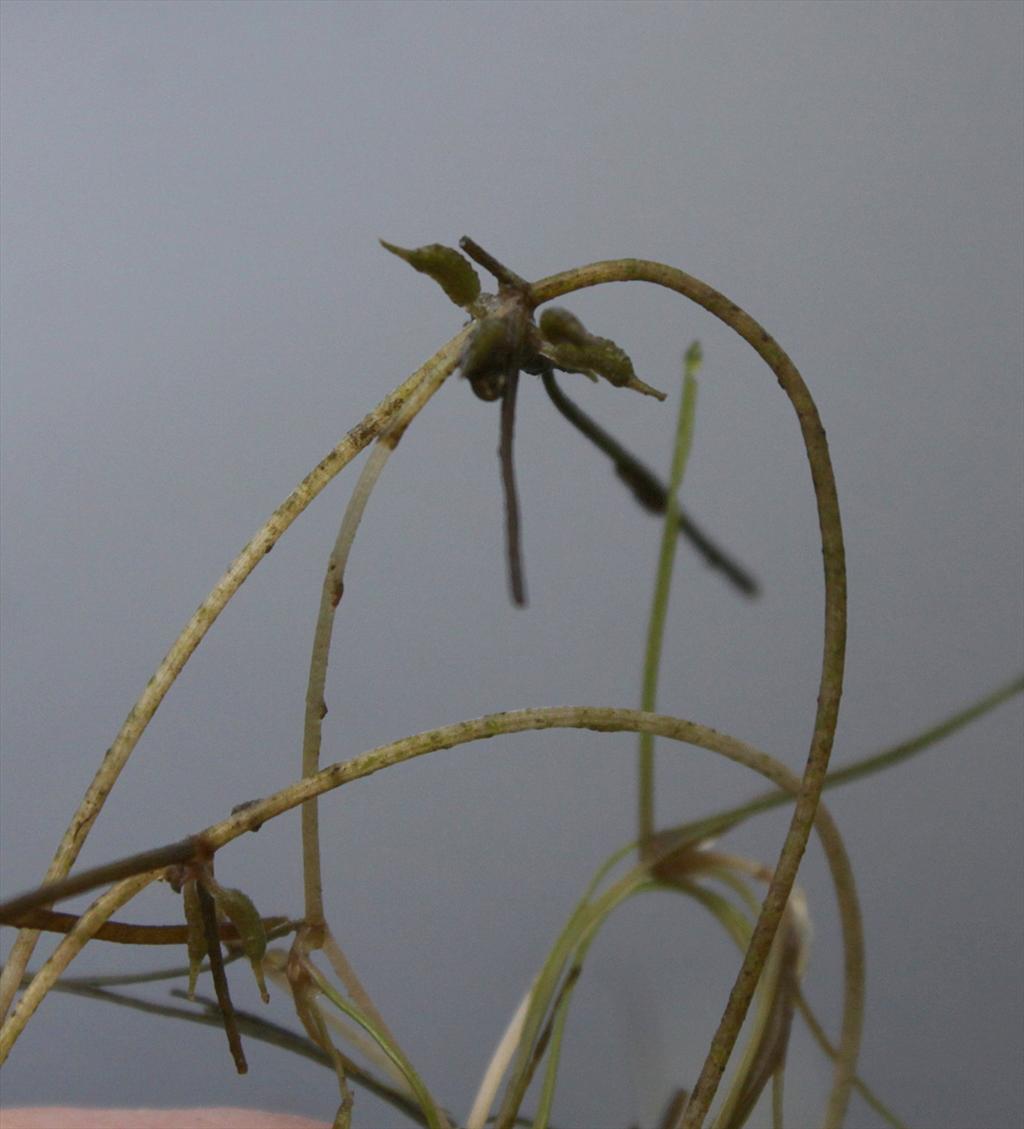Zannichellia palustris subsp. palustris (door Peter Meininger)