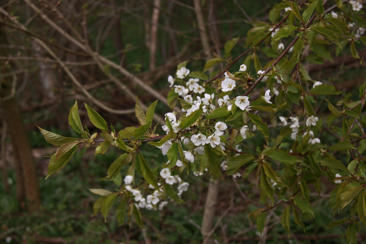 Prunus avium (door Peter Meininger)