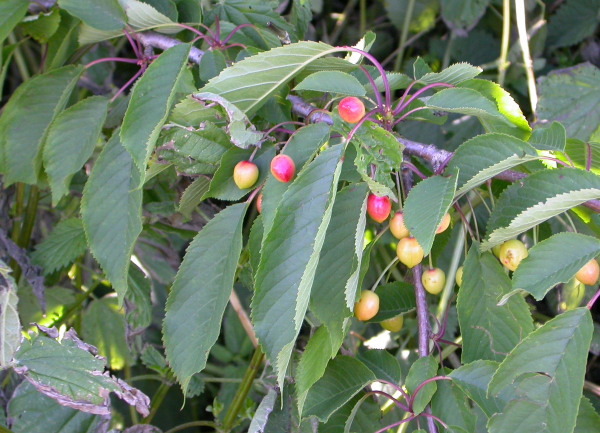 Prunus avium (door Peter Meininger)