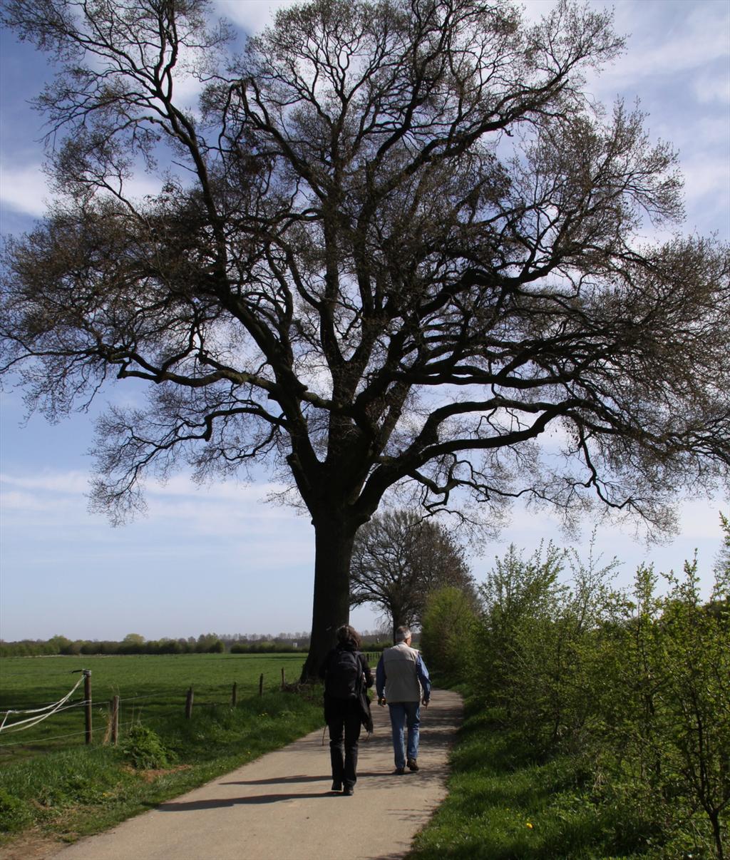 Quercus robur (door Peter Meininger)
