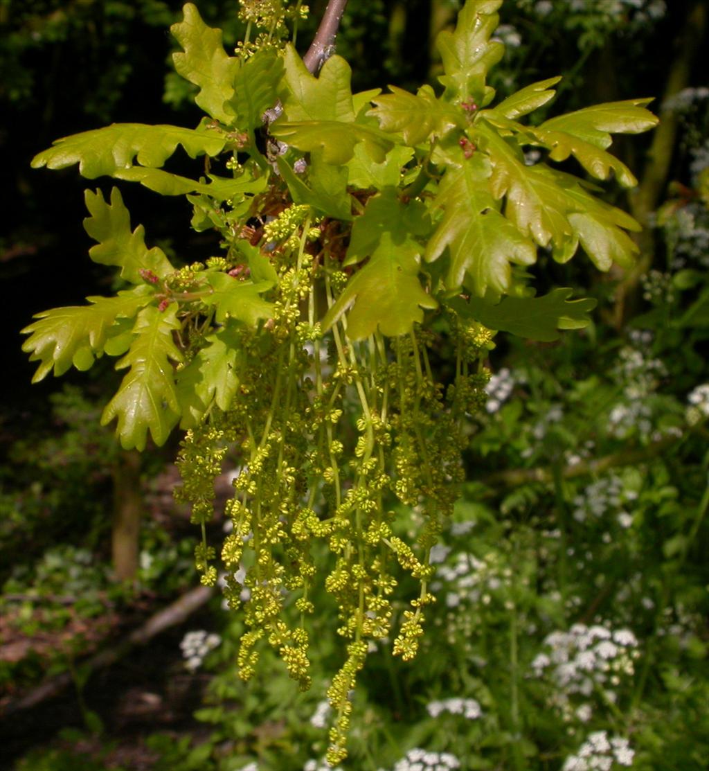 Quercus robur (door Peter Meininger)