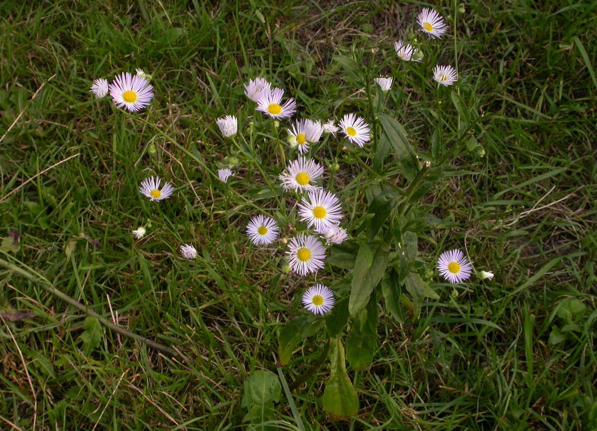 Erigeron annuus (door Peter Meininger)