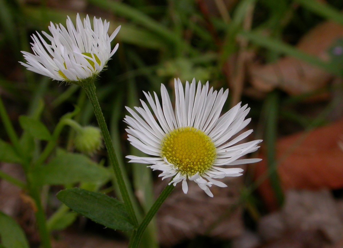 Erigeron annuus (door Peter Meininger)