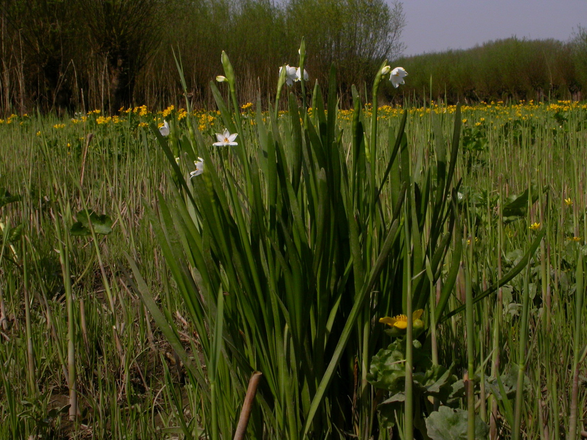 Leucojum aestivum (door Peter Meininger)