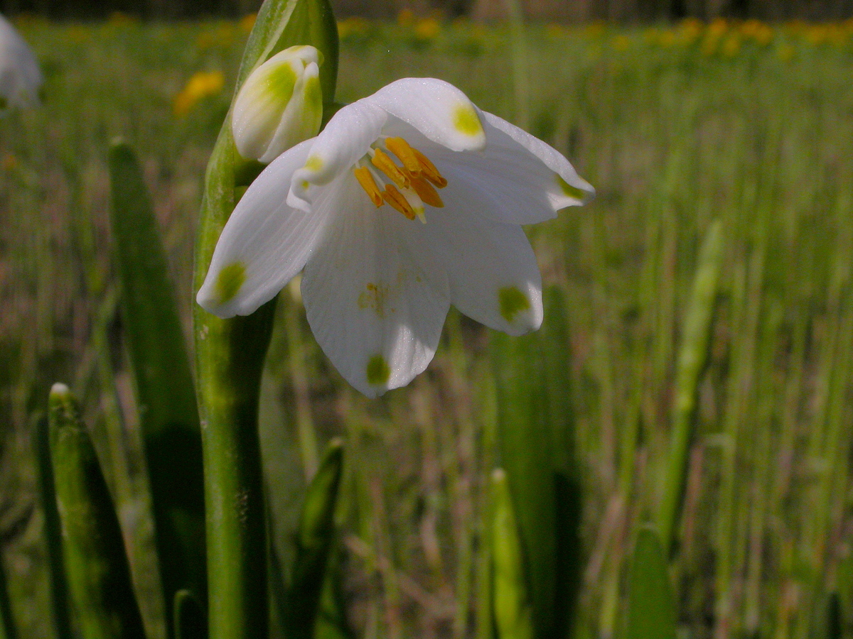 Leucojum aestivum (door Peter Meininger)