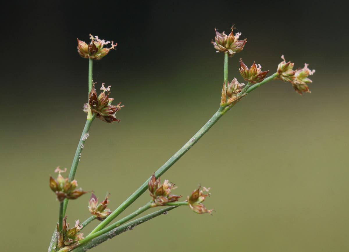 Juncus articulatus (door Peter Meininger)