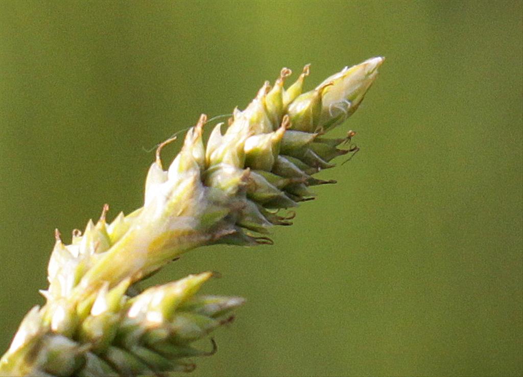 Carex canescens (door Peter Meininger)