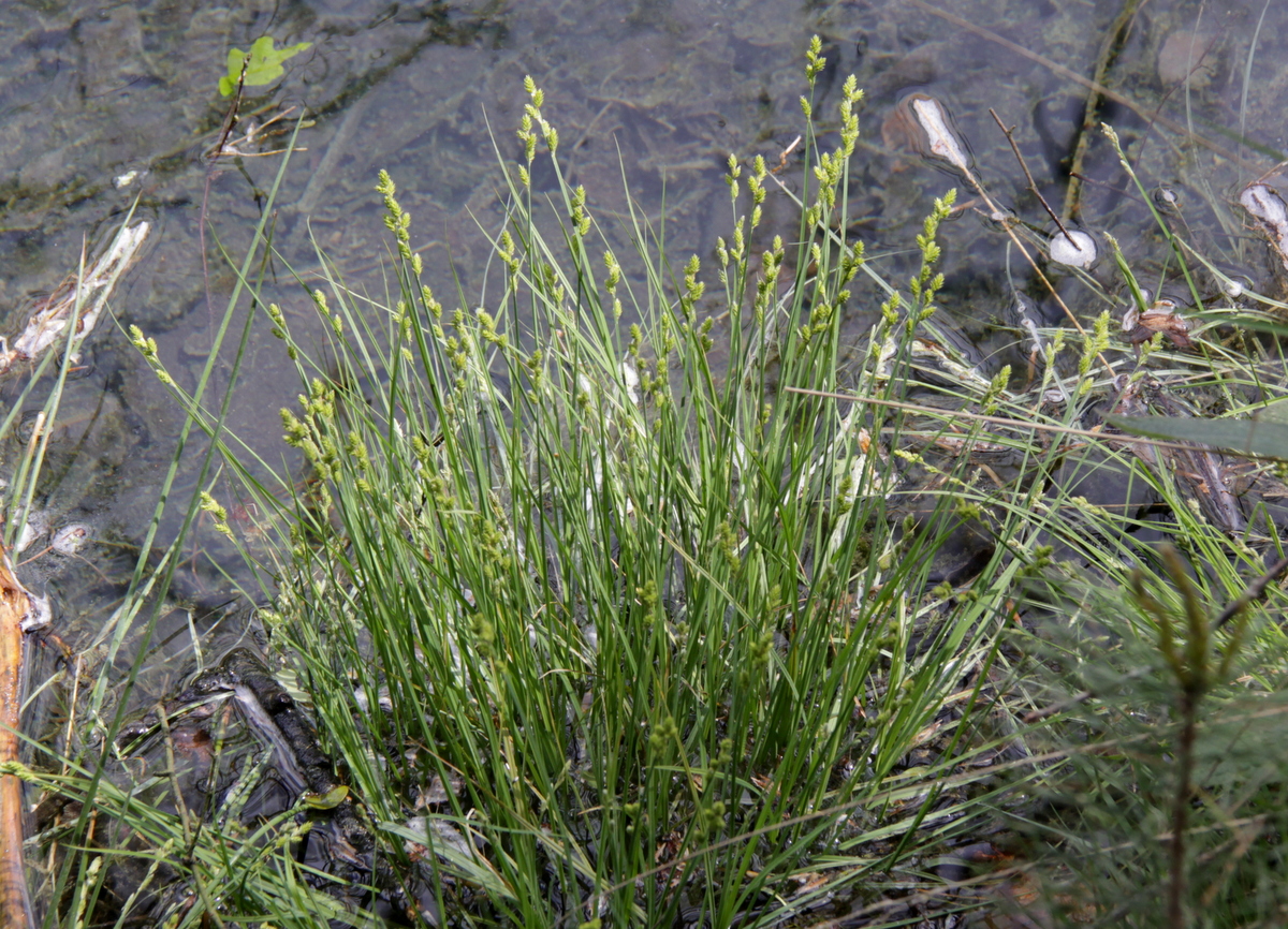 Carex canescens (door Peter Meininger)