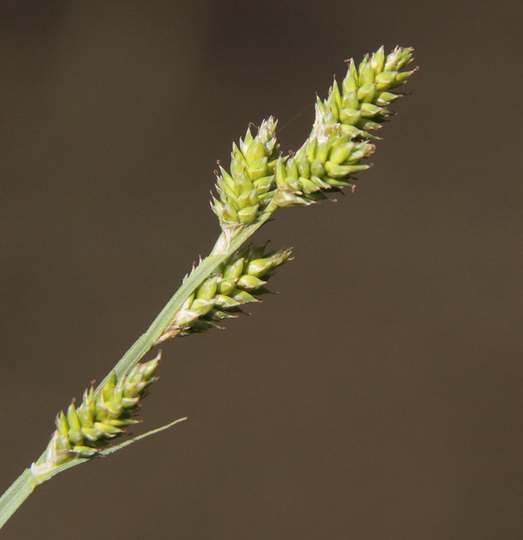 Carex canescens (door Peter Meininger)