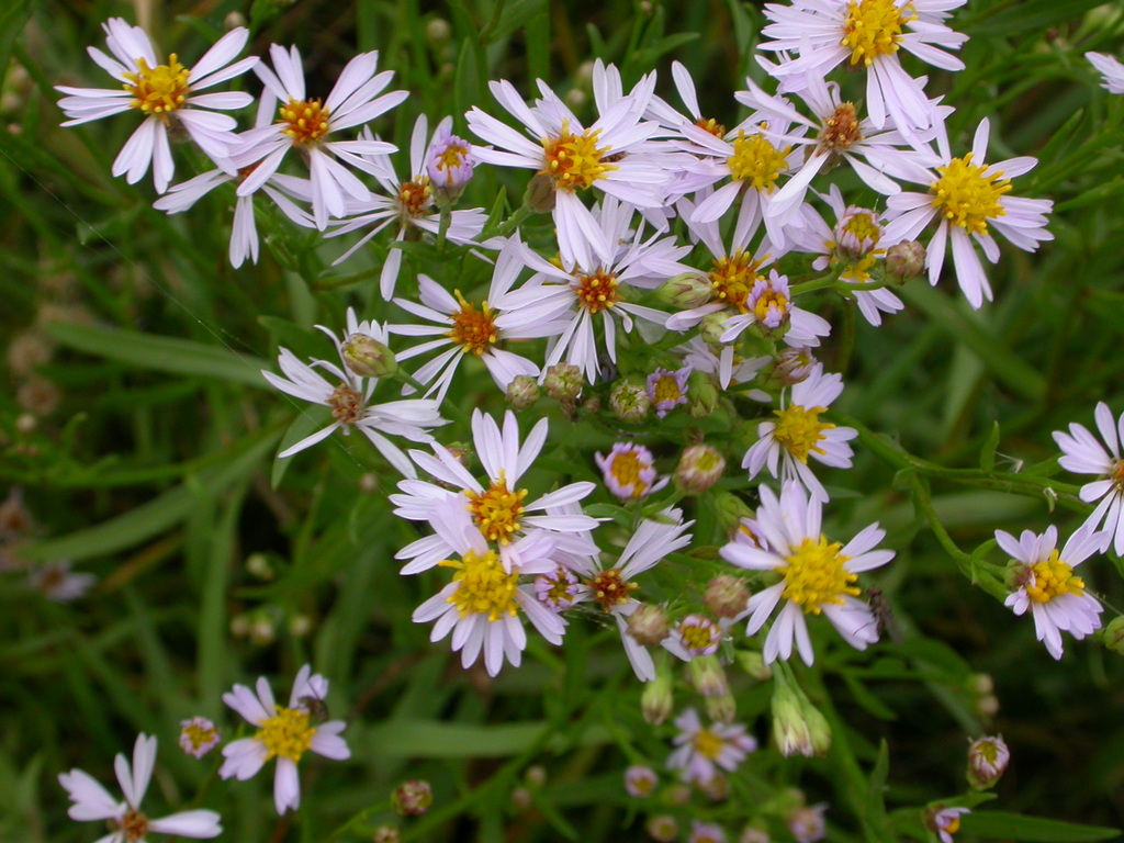 Tripolium pannonicum (door Peter Meininger)