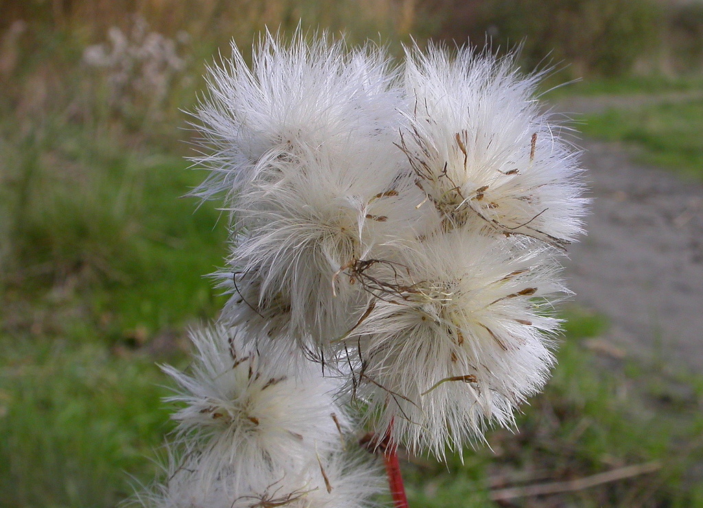 Tripolium pannonicum (door Peter Meininger)