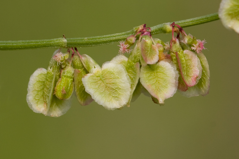 Rumex acetosa (door Valentine Kalwij)