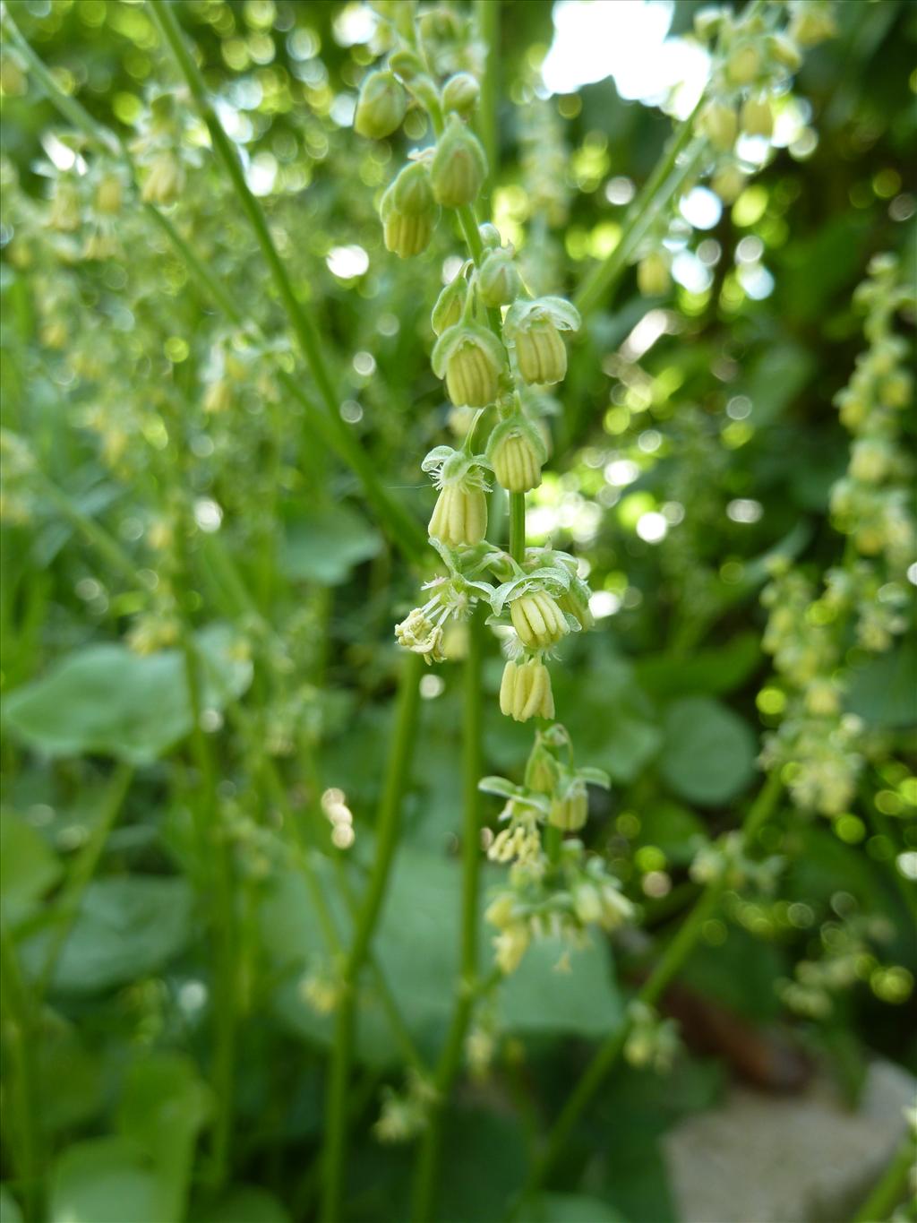 Rumex scutatus (door Marian Baars)