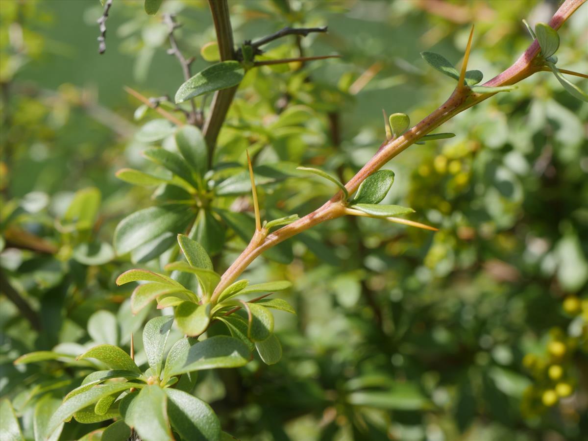 Berberis aggregata (door Fred Severin)