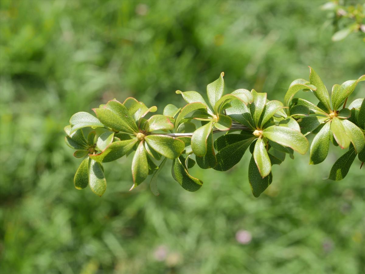 Berberis aggregata (door Fred Severin)