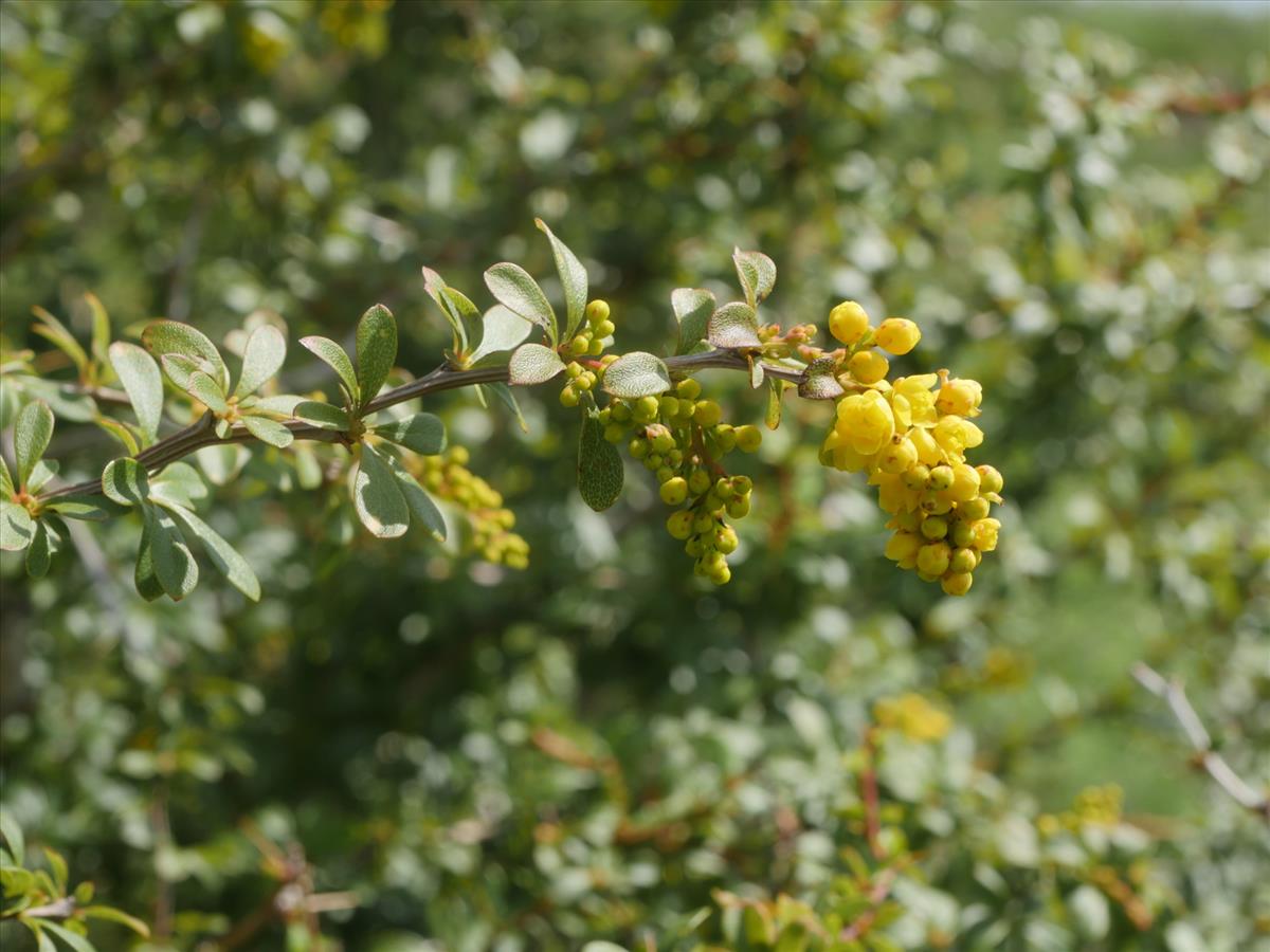 Berberis aggregata (door Fred Severin)