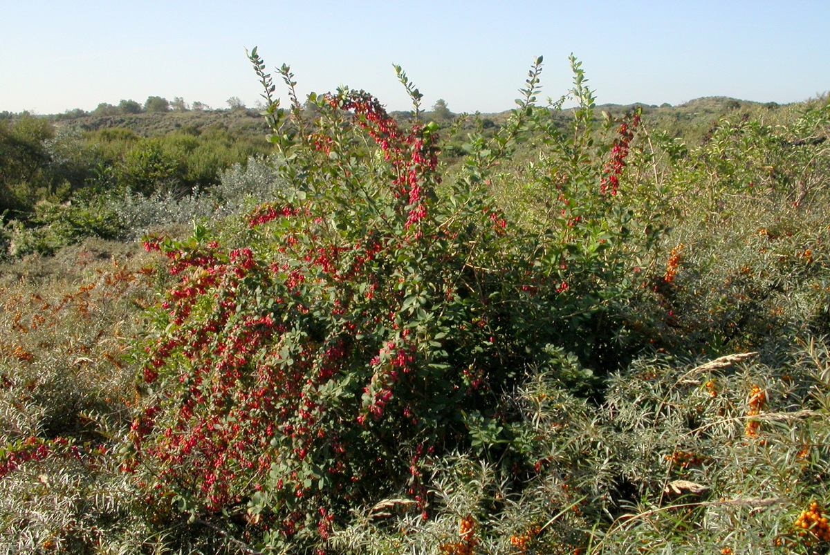 Berberis vulgaris (door Peter Meininger)