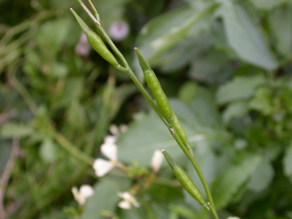 Eruca vesicaria (door Peter Meininger)