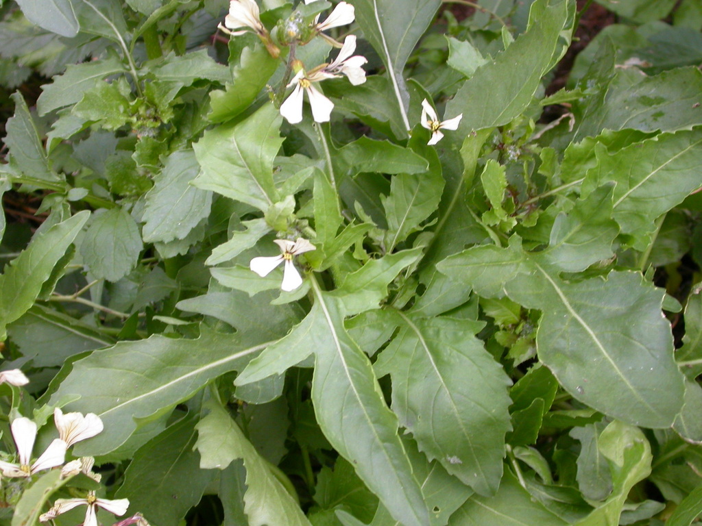 Eruca vesicaria (door Peter Meininger)