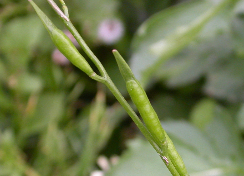 Eruca vesicaria (door Peter Meininger)