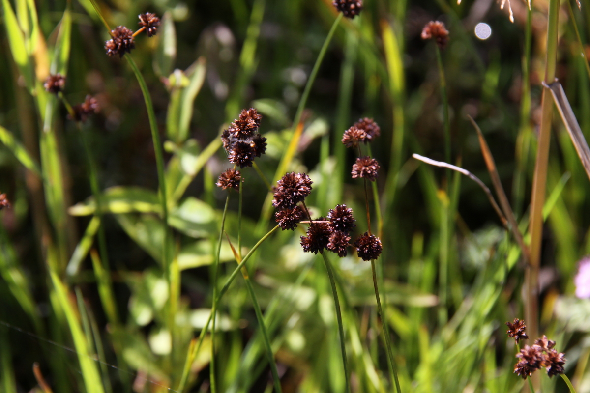 Juncus ensifolius (door Peter Meininger)