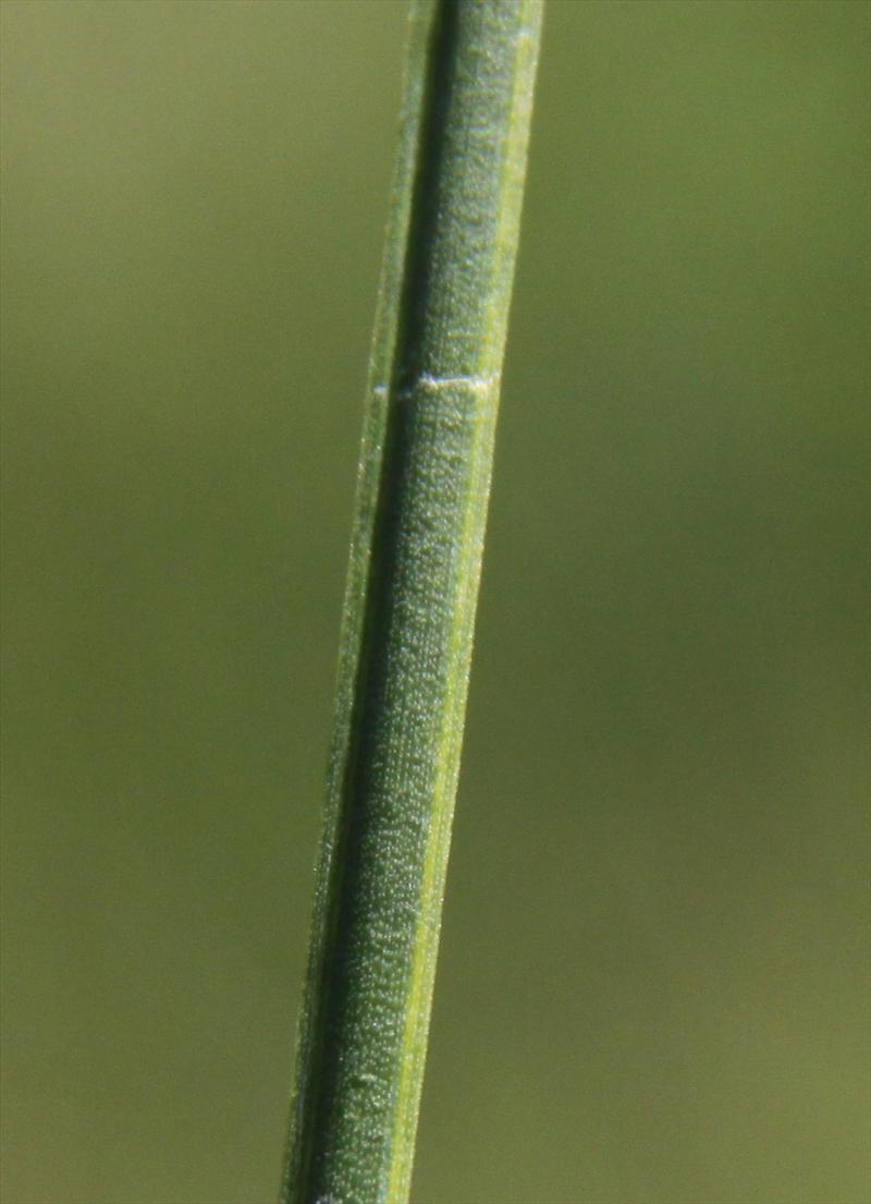 Juncus ensifolius (door Peter Meininger)