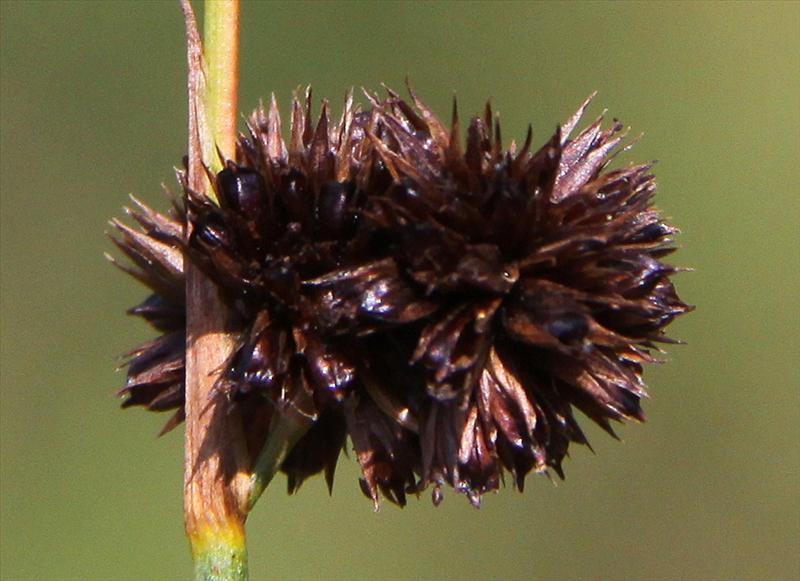 Juncus ensifolius (door Peter Meininger)