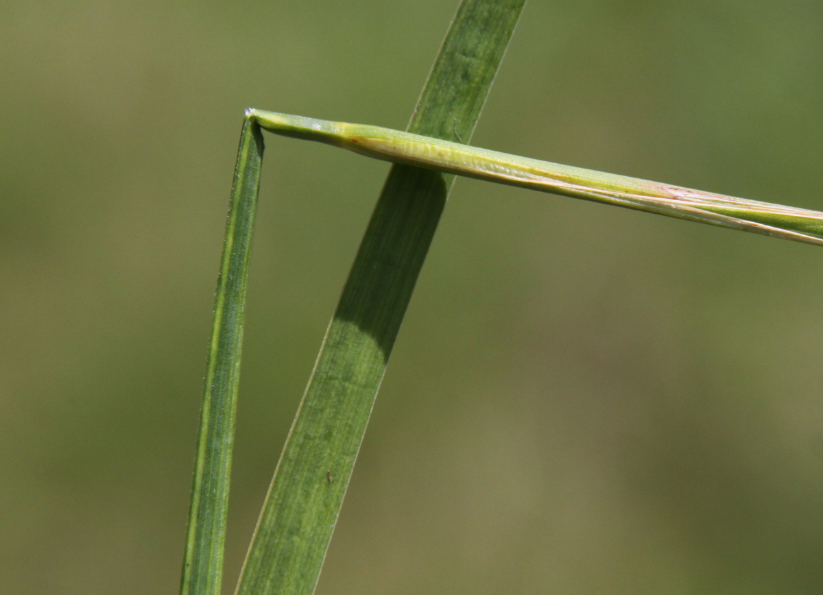 Juncus ensifolius (door Peter Meininger)