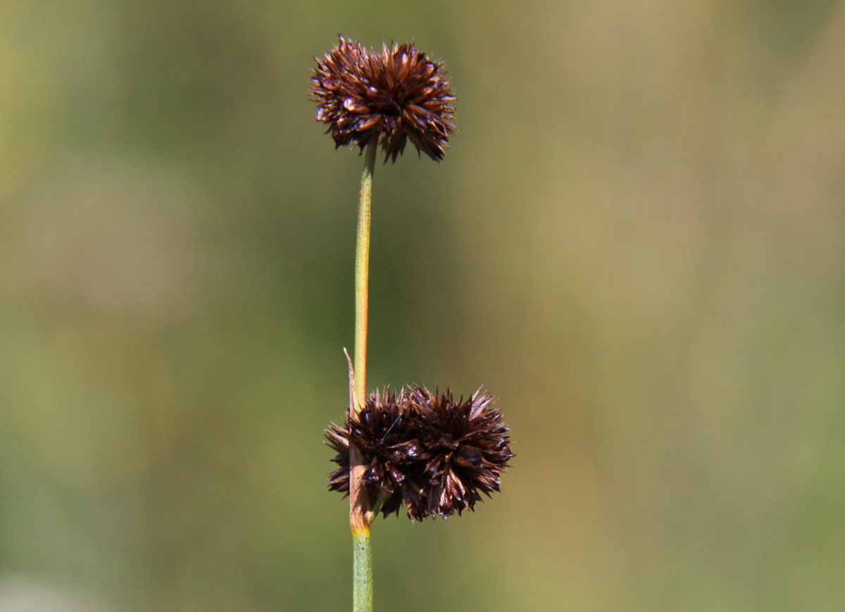 Juncus ensifolius (door Peter Meininger)