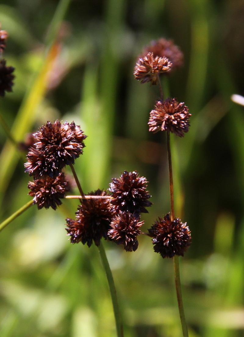 Juncus ensifolius (door Peter Meininger)