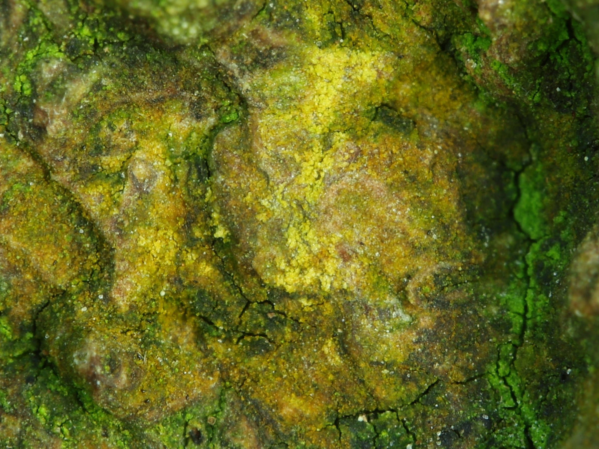 Zwackhia sorediifera (door Henk-Jan van der Kolk)