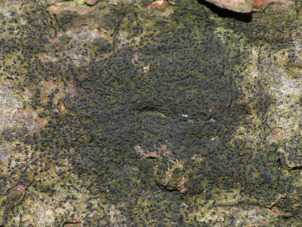 Zwackhia viridis (door Henk-Jan van der Kolk)
