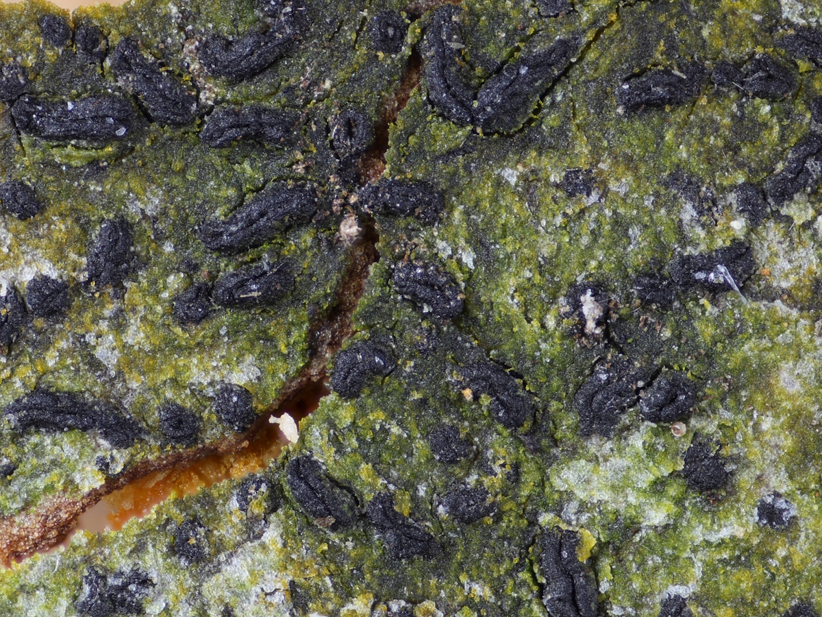 Zwackhia viridis (door Henk-Jan van der Kolk)