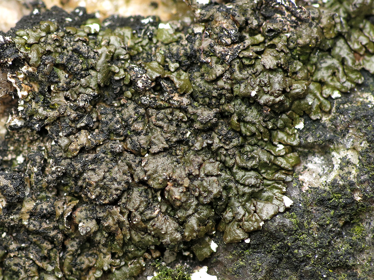 Montanelia disjuncta (door Gerwin van de Maat)