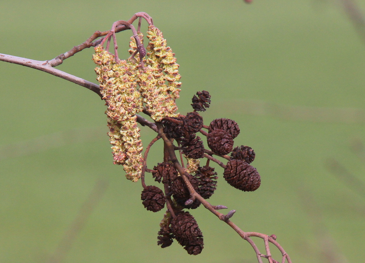 Alnus glutinosa (door Peter Meininger)