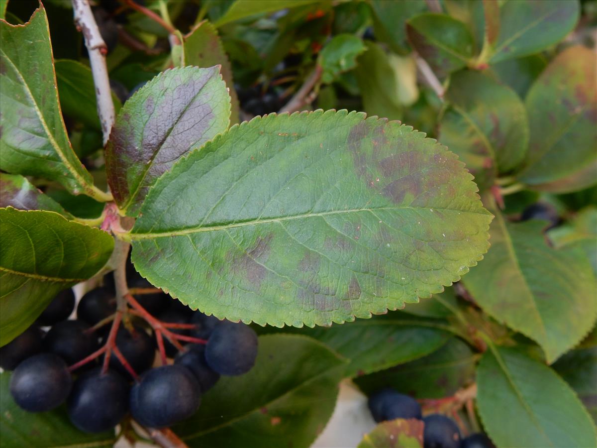 Aronia x prunifolia (door Peter Meininger)