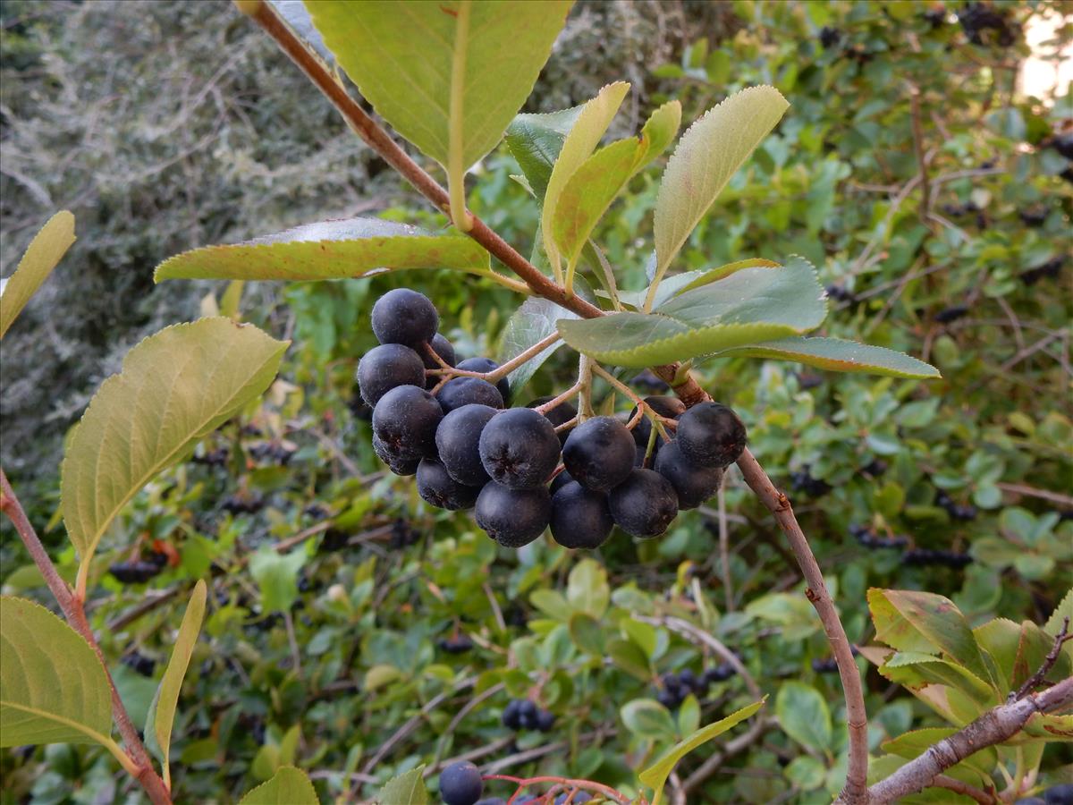 Aronia x prunifolia (door Peter Meininger)