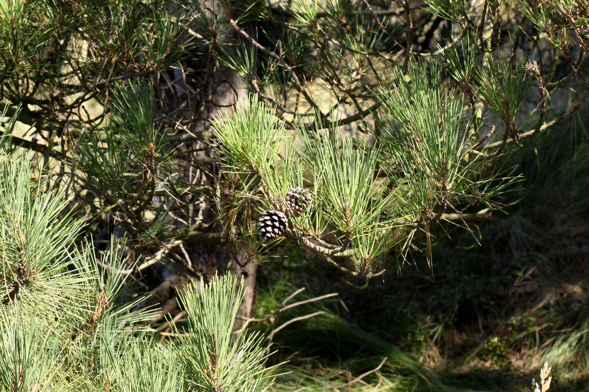 Pinus nigra (door Peter Meininger)