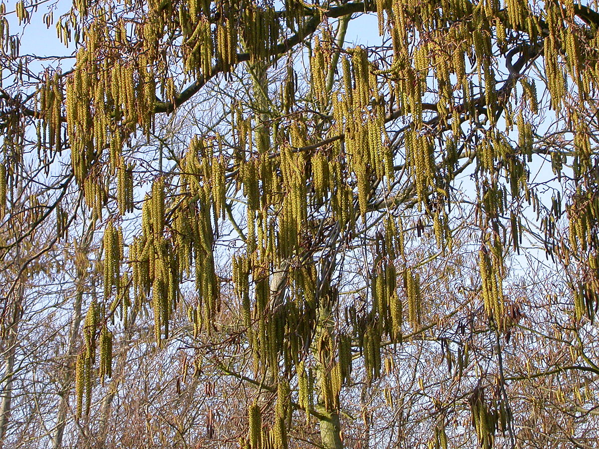 Alnus glutinosa (door Peter Meininger)